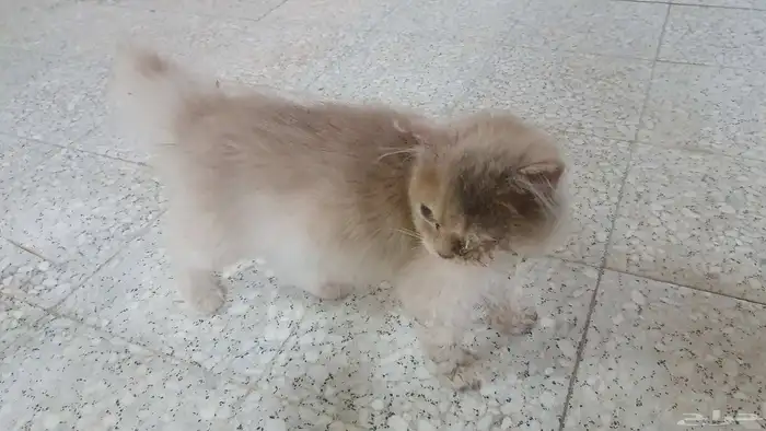 حصلت قط ضائع بالشارع 5