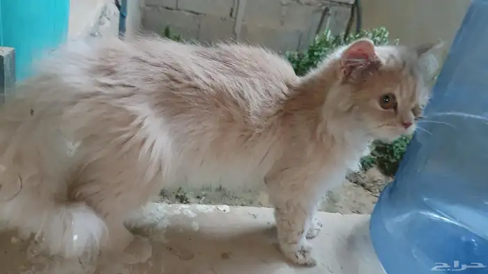 حصلت قط ضائع بالشارع 0