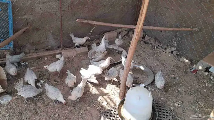 دجاج فيومي المنيوم 2