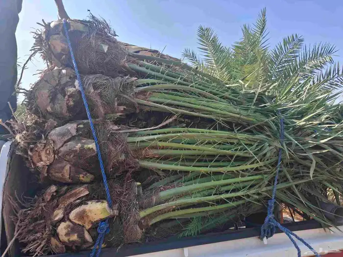 يوجدلدين جميع انواع انخل المثمره وزينه ب مكه اطايف جده 7