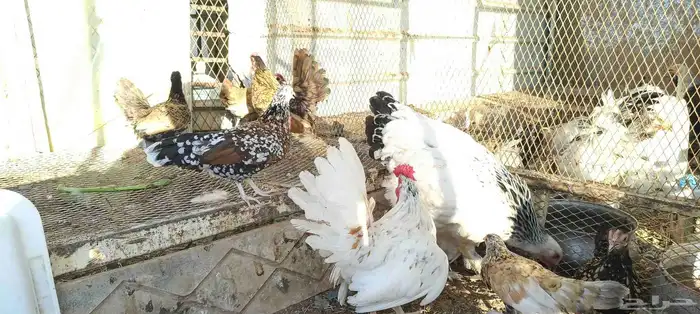 سبرايت 2