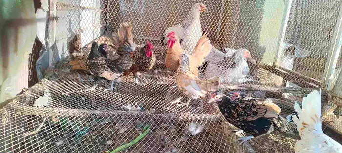 سبرايت 1