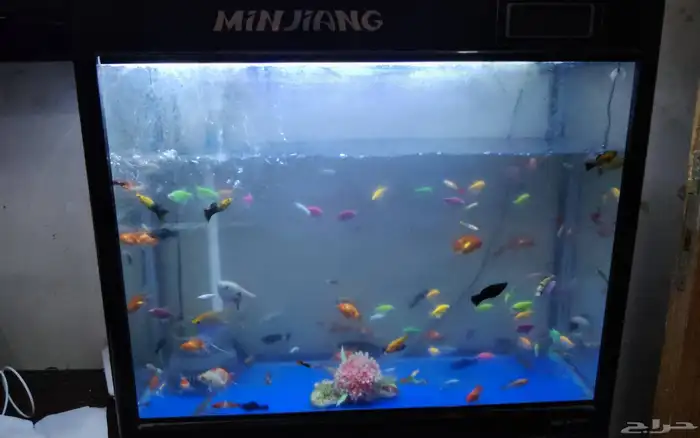 حوض سمك للبيع   MINJIANG (مستورد من الصين) 4
