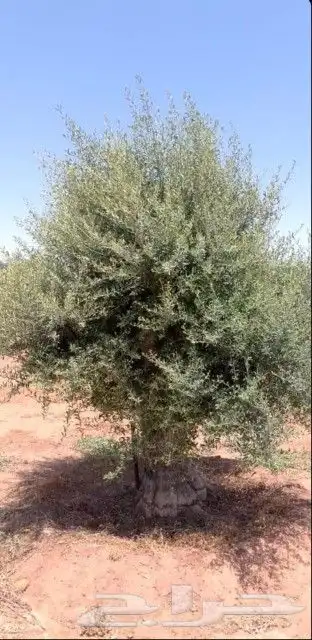يوجد لدينا أشجار زيتون معمر ومفرع وأشجار متنوعه ترمنيليا50 9 6