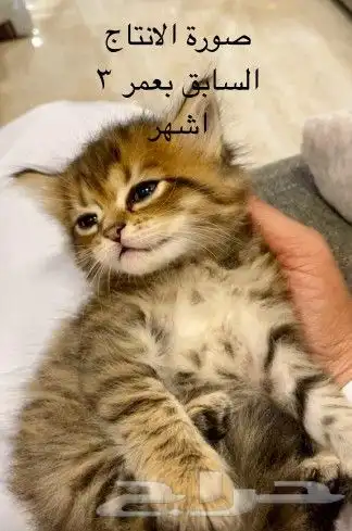 قطتين كيتن 5