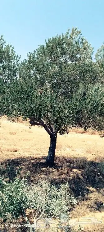 يوجد لدينا أشجار زيتون معمر ومفرع وأشجار متنوعه ترمنيليا50 9 0
