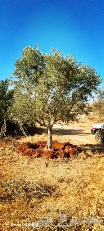 يوجد لدينا أشجار زيتون معمر ومفرع وأشجار متنوعه ترمنيليا50 9 2
