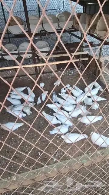 حمام فرنسي 1