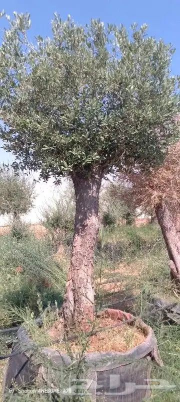 يوجد لدينا أشجار زيتون معمر ومفرع وأشجار متنوعه ترمنيليا50 9 1