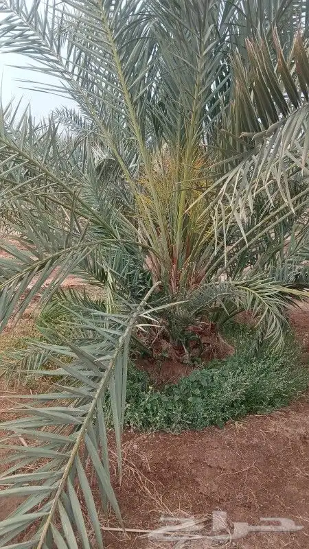نخل صقعي مطوق رقم واحد للبيع 2