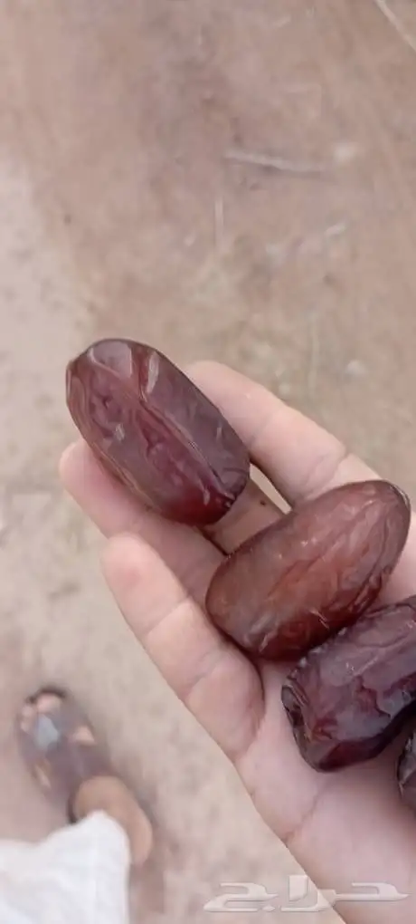 تمر الغاط خضري اخلاص صقعي 0