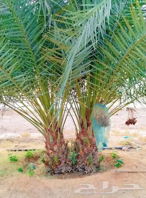 نخل للبيع صقعي رشودي عجوه مجدول عنبر نخيل سلج سكري برني ونان 4