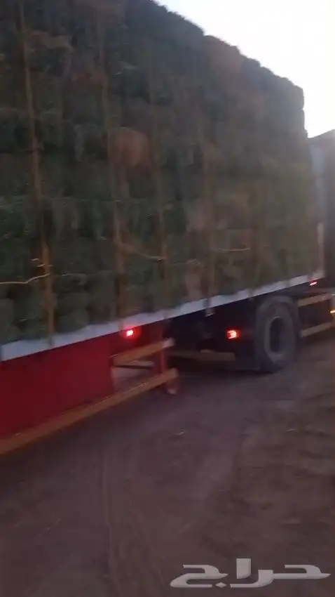 حايل برسيم طيب 7800 حبه موجودين بحائل سعر كويس ومناسب 2
