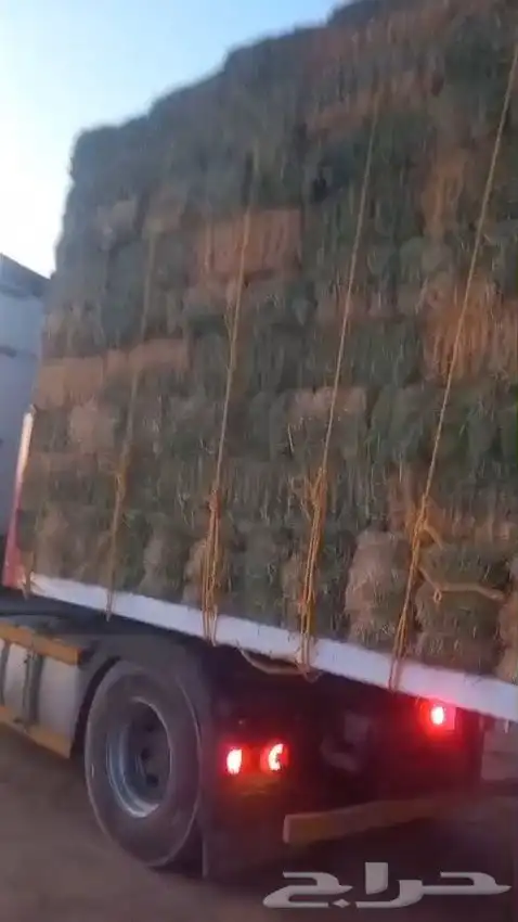 حايل برسيم طيب 7800 حبه موجودين بحائل سعر كويس ومناسب 4