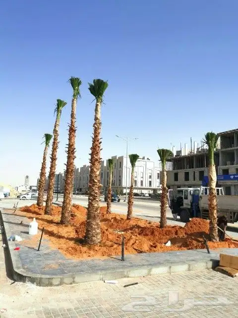 نخل للبيع صقعي رشودي عجوه مجدول عنبر نخيل سلج سكري برني ونان 9