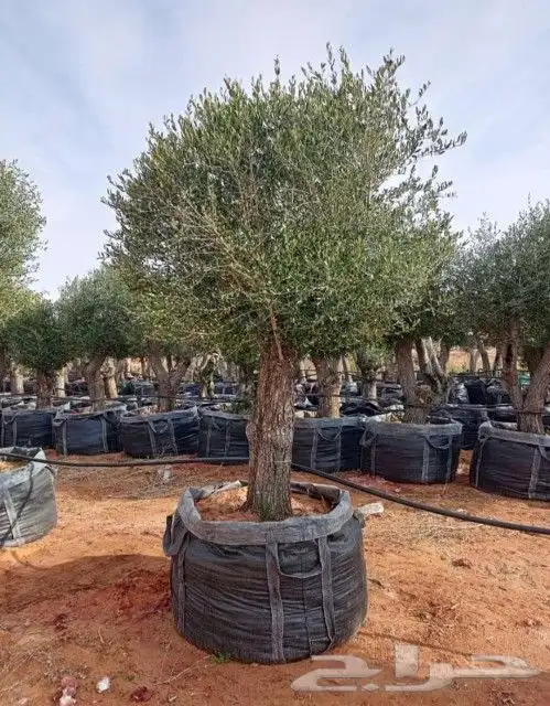 يوجد لدينا أشجار زيتون معمر ومفرع وأشجار متنوعه ترمنيليا50 9 5