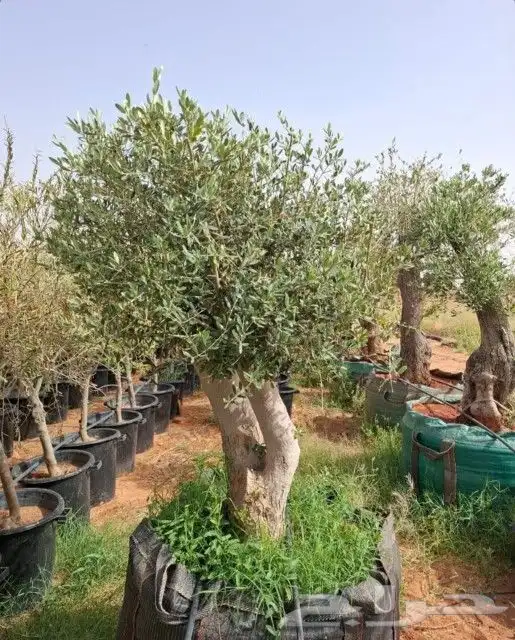 يوجد لدينا أشجار زيتون معمر ومفرع وأشجار متنوعه ترمنيليا50 9 4