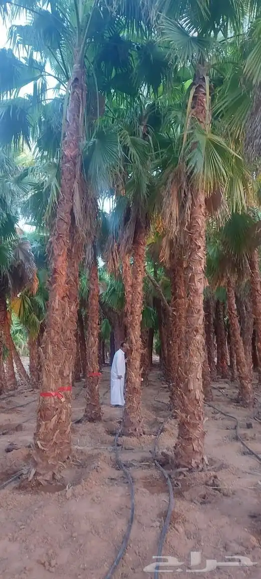 نخل عربي وواشنطنيا 7