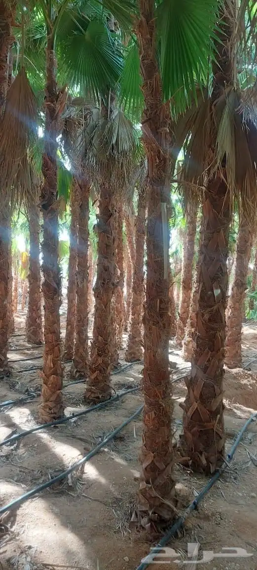 نخل عربي وواشنطنيا 8