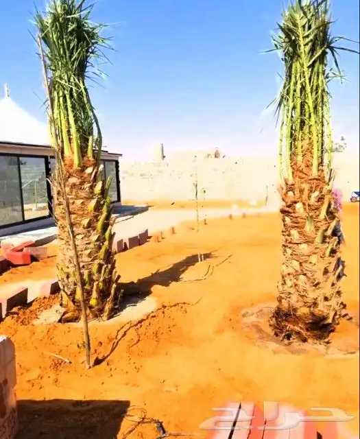 نخل للبيع صقعي رشودي عجوه مجدول عنبر نخيل سلج سكري برني ونان 8