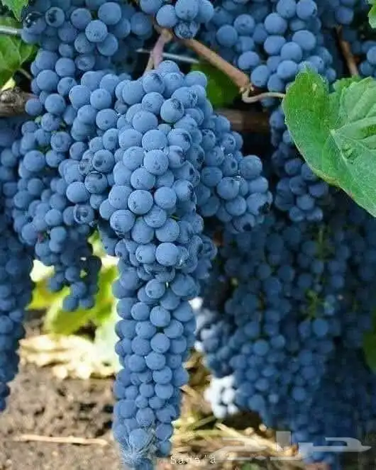 فواكه الطائف توصيل طلبات جده مكه الرياض 5