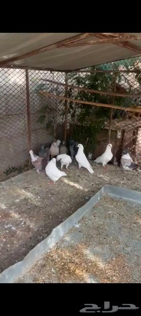 خط الرديف جنب ملعب العين 3
