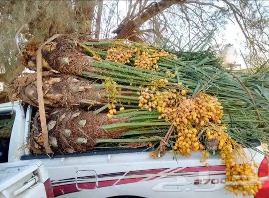 نخل اللبيع في الرياض 3