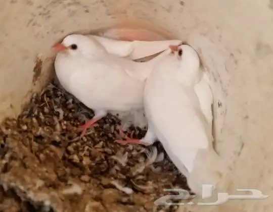 زغاليل حمام فرنسي سوبر جامبو 3