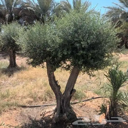 يوجد لدينا أشجار زيتون معمر ومفرع وأشجار متنوعه ترمنيليا50 9 3