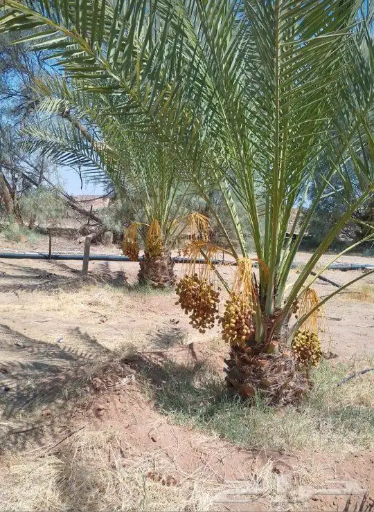 نخل اللبيع في الرياض 1