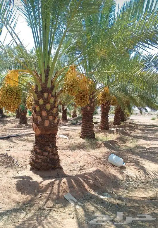 نخل اللبيع في الرياض 2