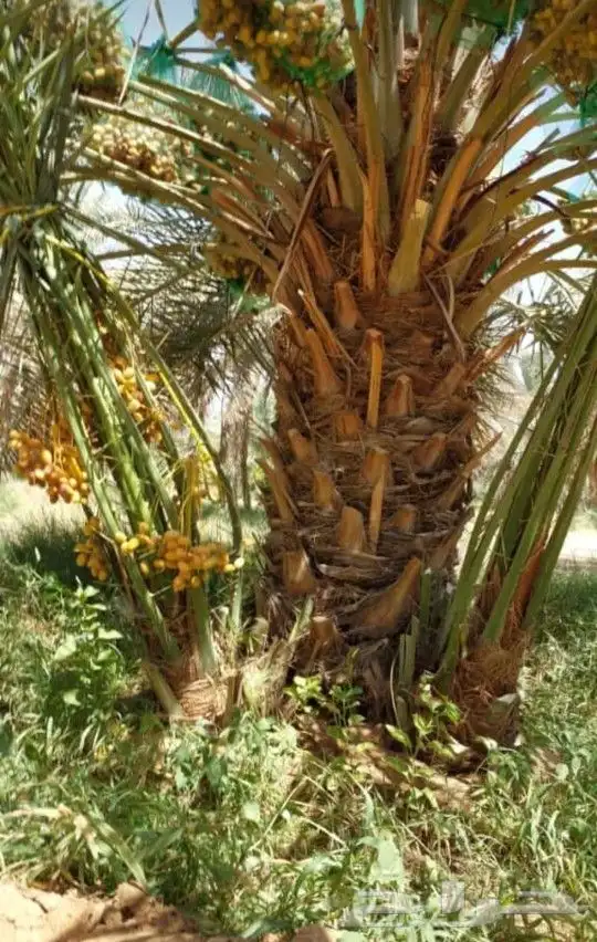 نخل اللبيع في الرياض 5