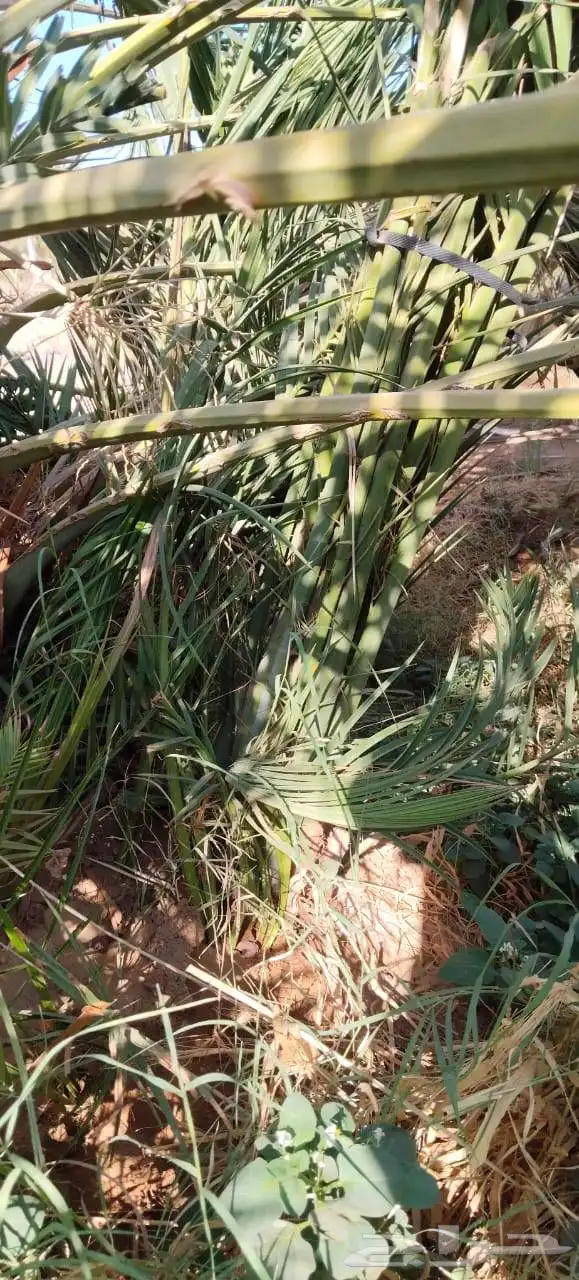 نخل خلاص برحي سكري 3