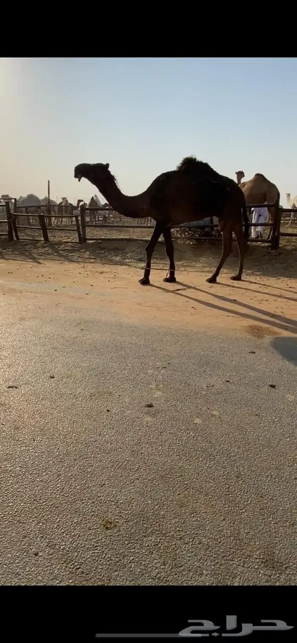 قعود مجهم كفو 0