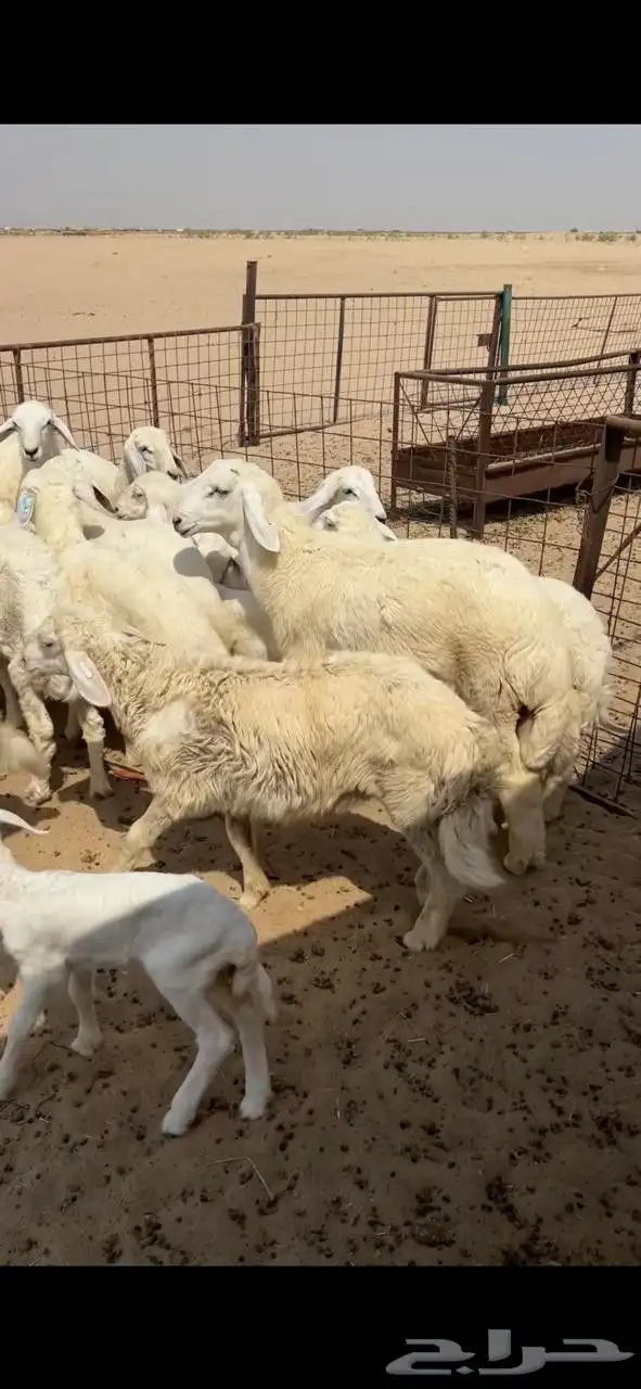 غنم مراح تم البيع 5