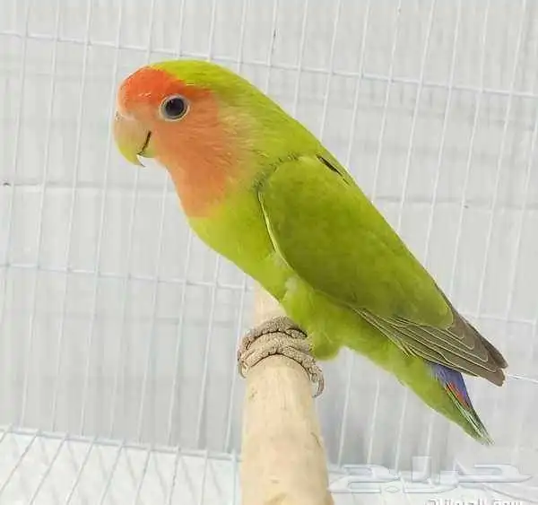 ببغاء روز القويعية 0