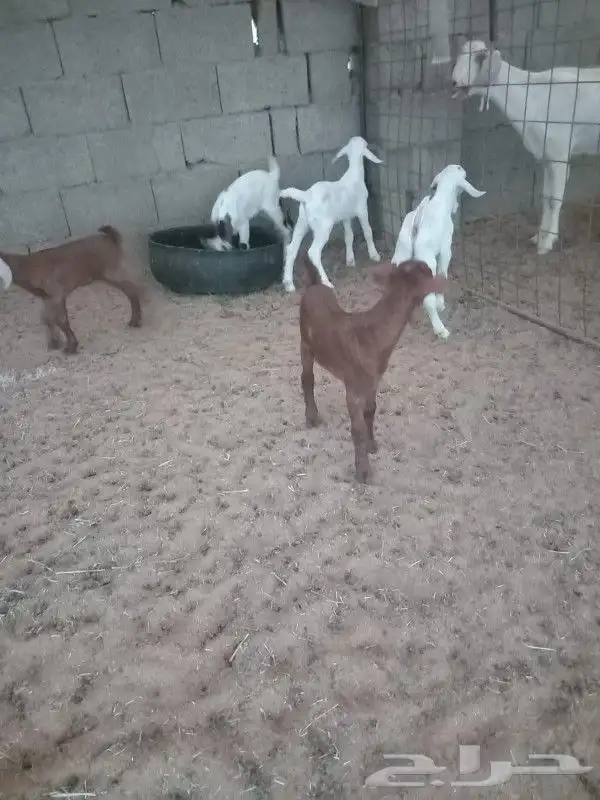 دواغير 2