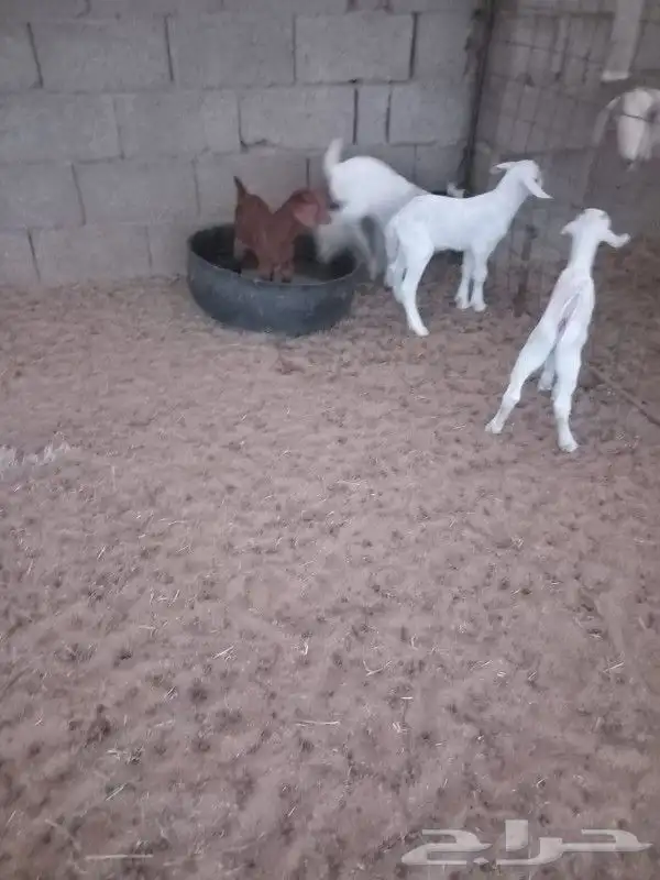دواغير 0