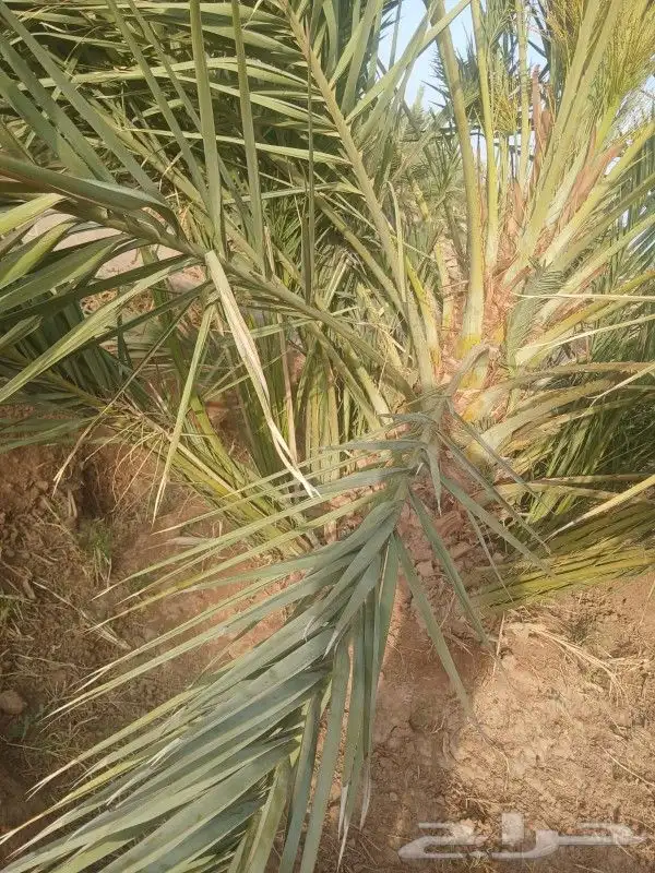 نخل صقعي مطوق رقم واحد للبيع 5