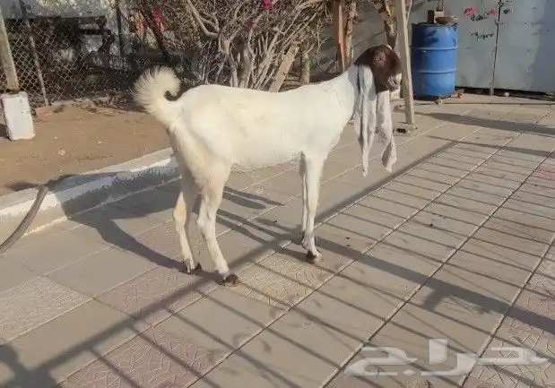 عنز حجازيه بيضاء خصم الخصم فاخره 4