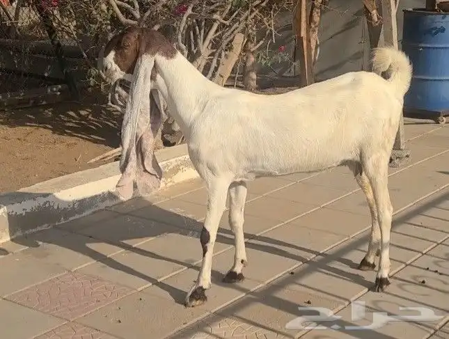 عنز حجازيه بيضاء خصم الخصم فاخره 7
