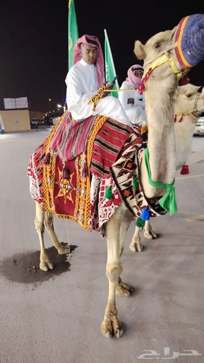 اجار جمال خيول سيسي باليوم اسبوع شهر اتصل نصل 5