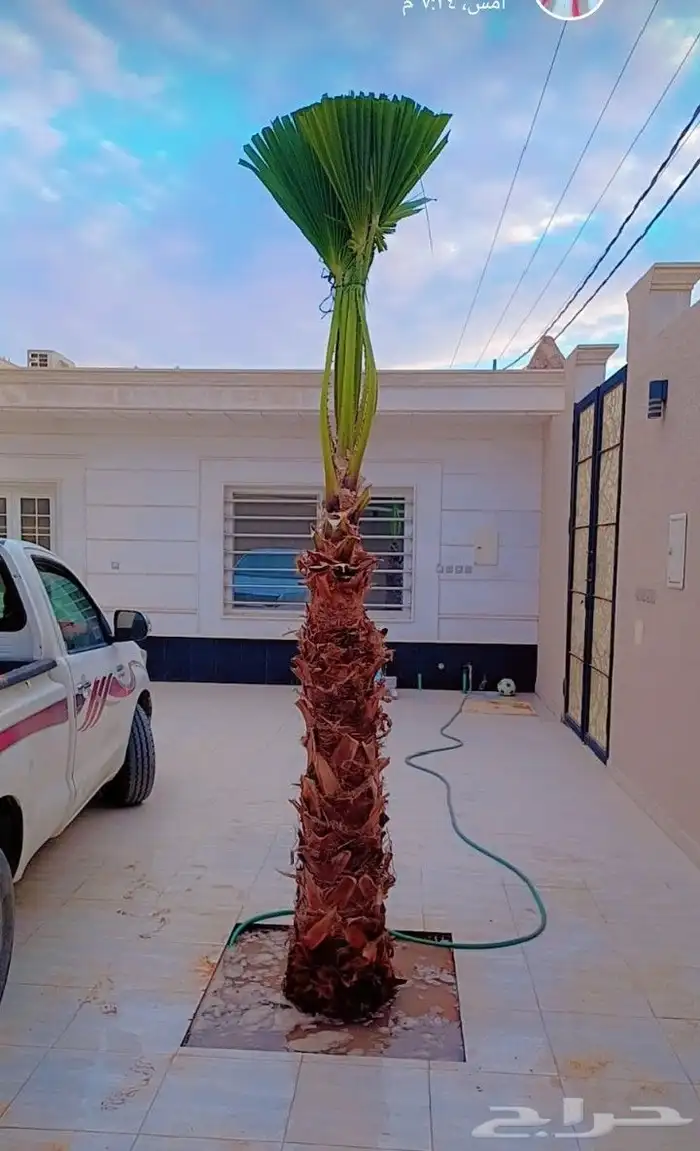 يوجد لدينا نخيل واشنطني امريكي ابو مروحه زينه 3