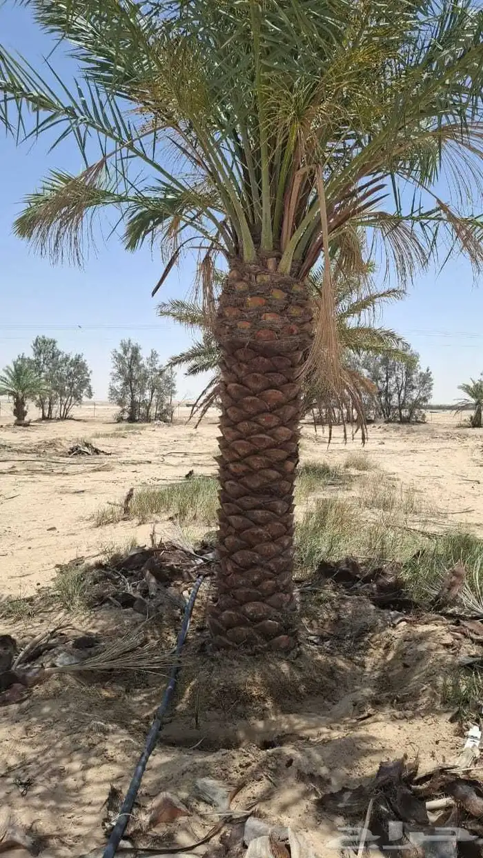 نخل اللبيع في الرياض 9
