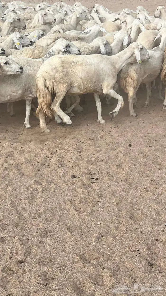 غنم مراح تم البيع 9