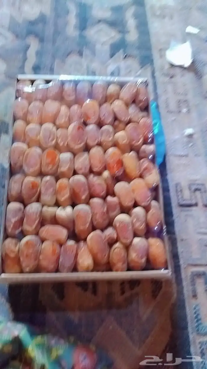 سلام عليكم اليوم عندنا اتمر صقعي حب طيب 4