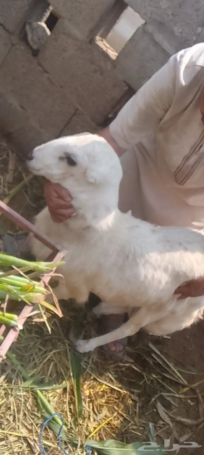 كبش ذبيحه 0
