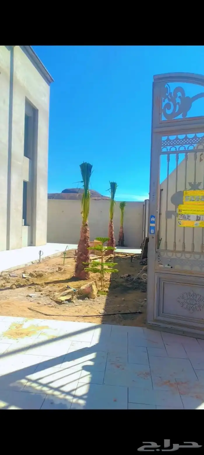 يوجد لدينا نخيل واشنطني امريكي ابو مروحه زينه 4