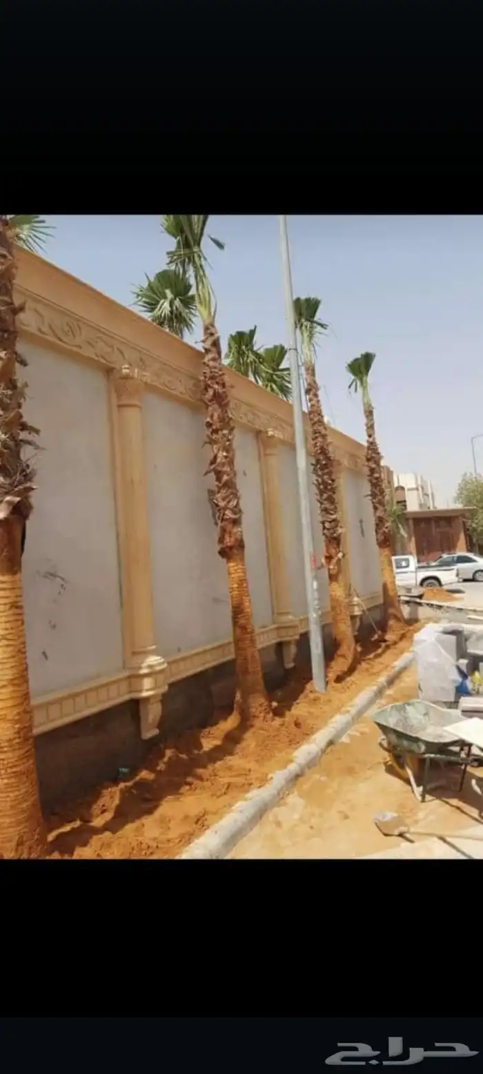 توريدالنخيل الواشنطونياءوالعربي وزيتون 2
