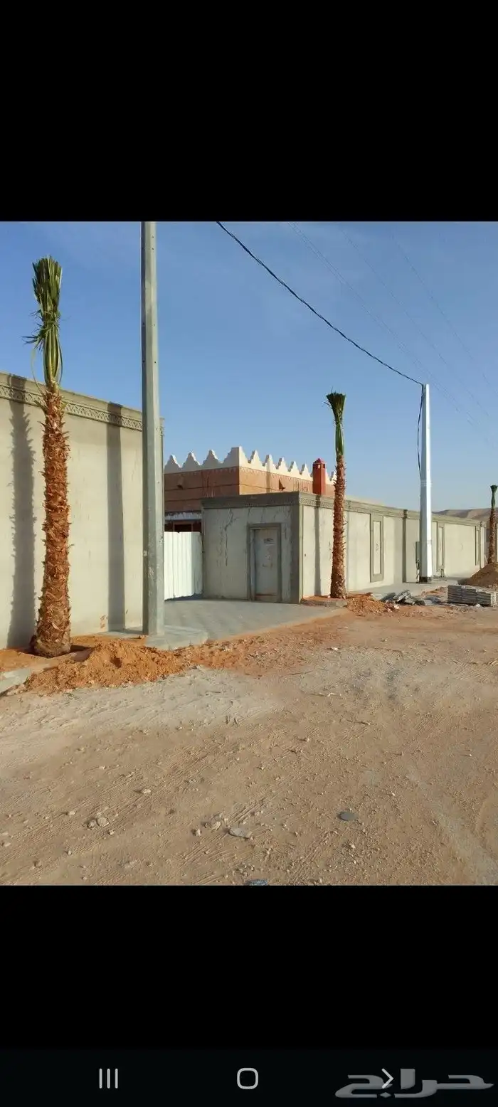 توريدالنخيل الواشنطونياءوالعربي وزيتون 29